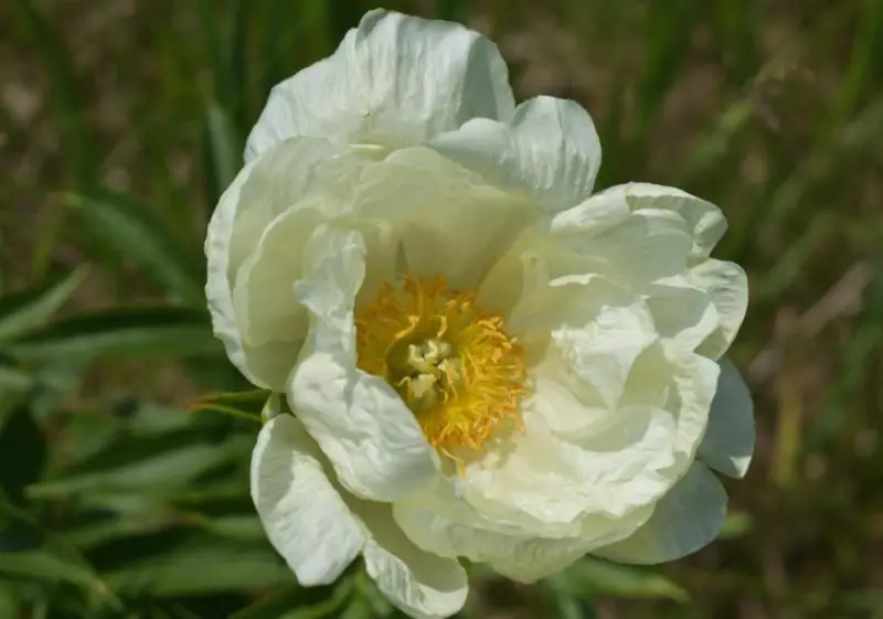 Peony Flowers