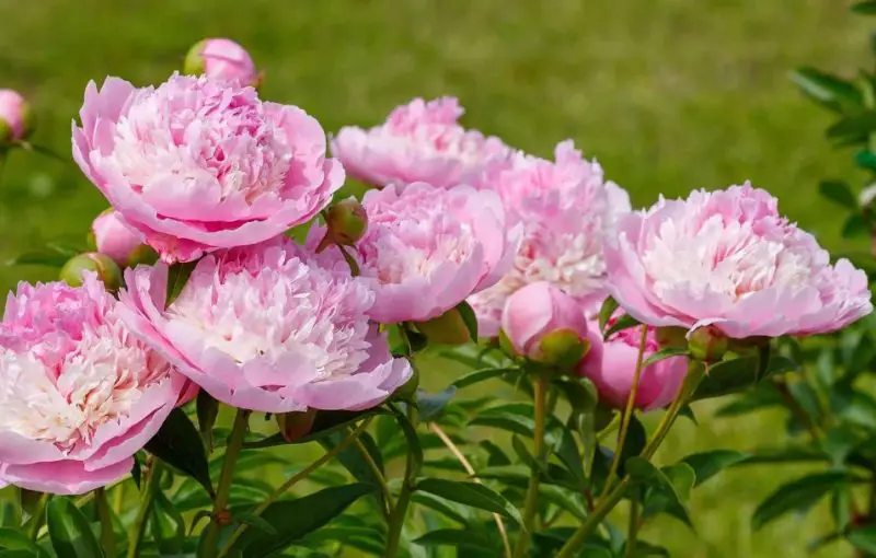 Peony Flowers