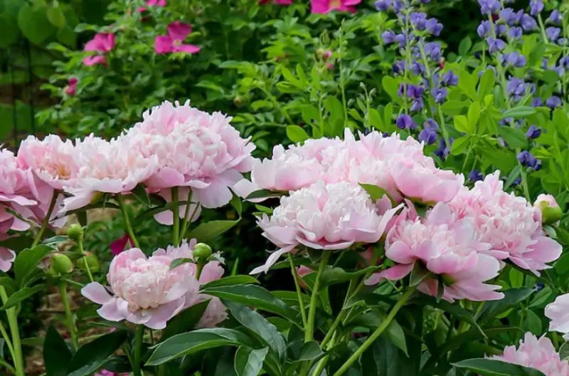 Peony Flowers