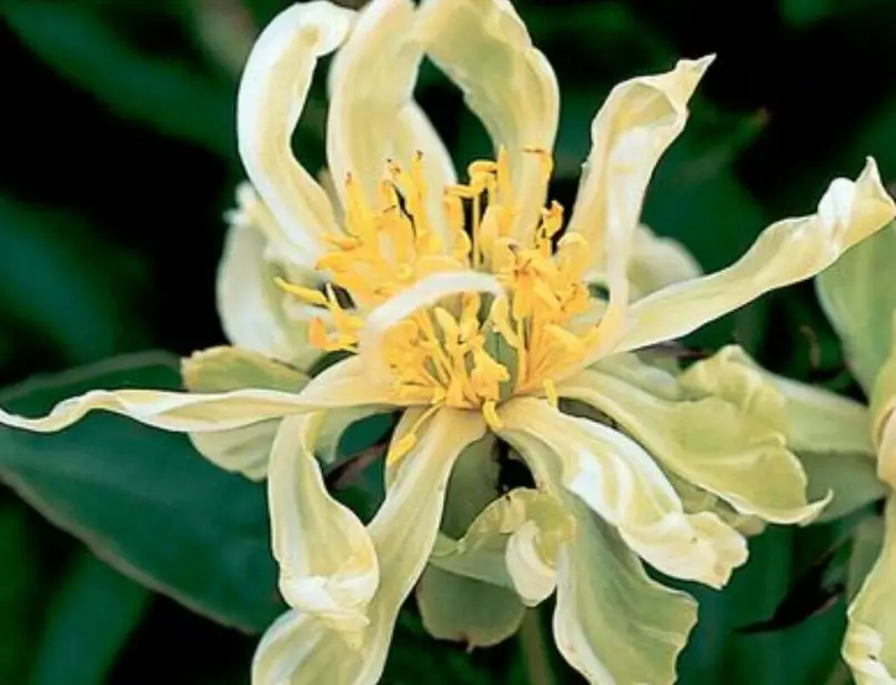 Peony Flowers