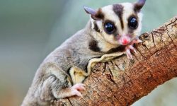 Sugar Glider Lifespan Explained: What You Need to Know