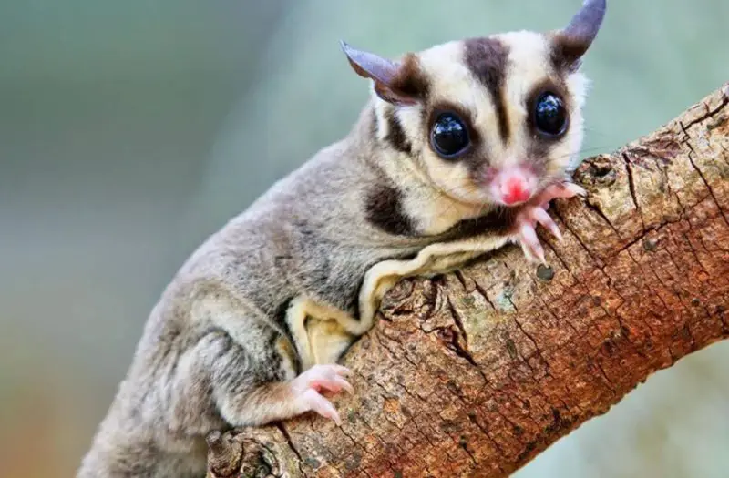 Sugar Glider Lifespan