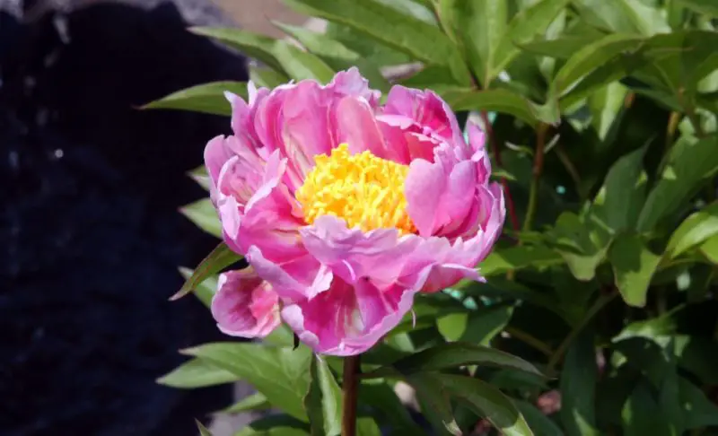 Peony Flowers