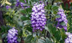 Texas Mountain Laurel Care and Growing Guide (Most Detailed)