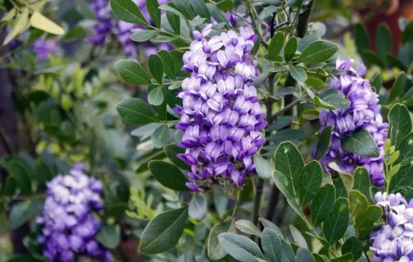 Texas Mountain Laurel