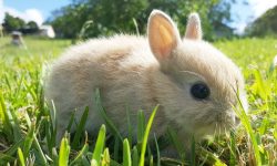 What Do Rabbits Eat? A Complete Guide to Their Diet