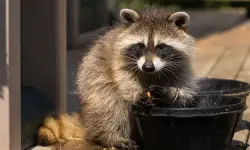 What Do Raccoons Eat? Exploring Their Eating Habits