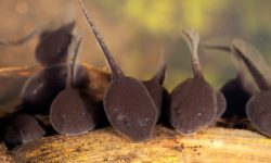 What Do Tadpoles Eat? Top Foods Revealed!