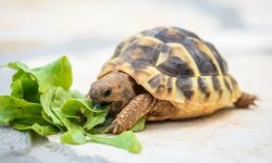 What Do Turtles Eat? A Complete Guide to Their Diet and Nutrition