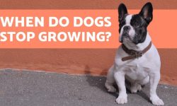 When Do Puppies Stop Growing? The Complete Guide!