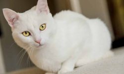 300 Awesome White Cat Names