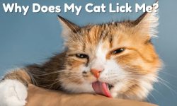 Why Does My Cat Lick Me? Top Reasons Explained