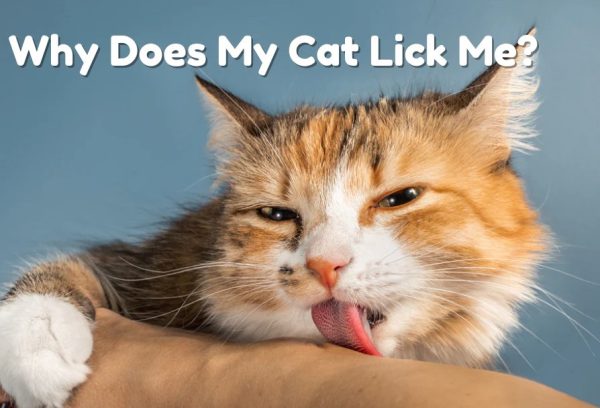 Why Does My Cat Lick Me