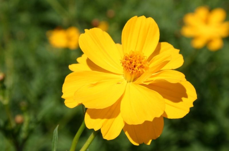 Cosmos Flowers