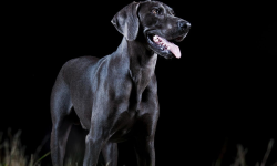 Can Dogs See in the Dark? Everything You Need to Know!