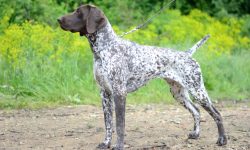 Why Choose a German Shorthaired Pointer?