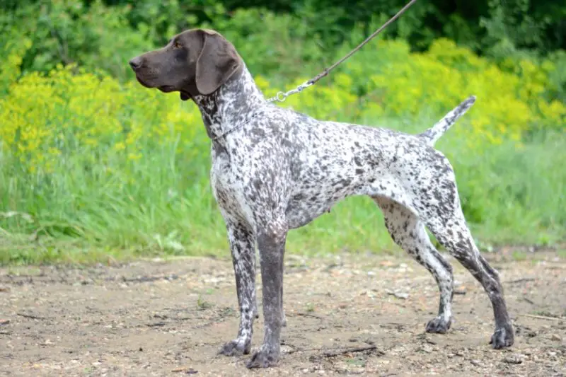 german shorthaired pointer