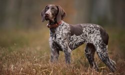 German Shorthaired Pointer: The Ultimate Hunter’s Dog