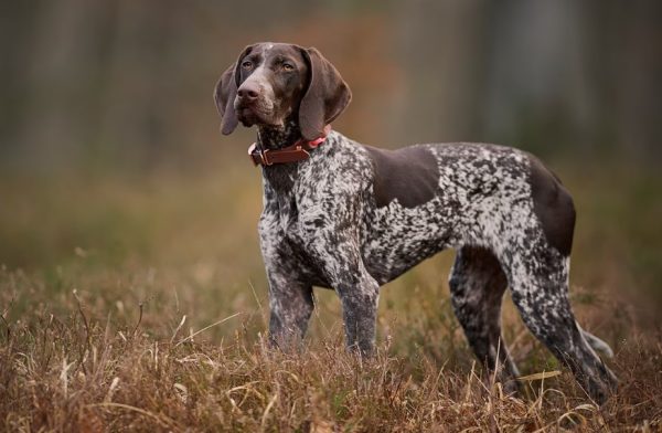 german shorthaired pointer