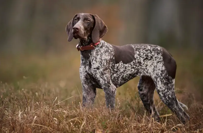 german shorthaired pointer