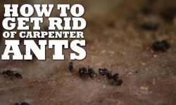 8 Effective Ways to Get Rid of Carpenter Ants