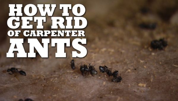 How to Get Rid of Carpenter Ants