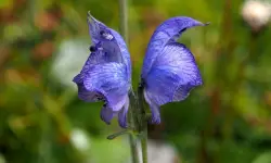 Aconitum Care and Growing Guide with Ultimate Tips