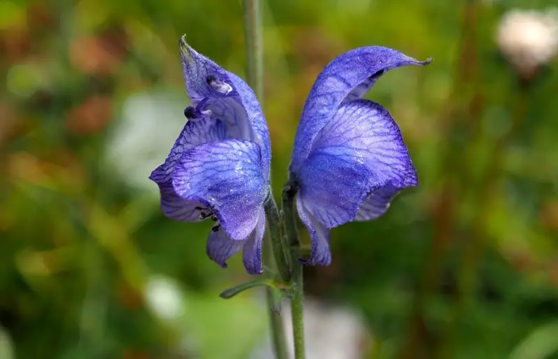 Aconitum