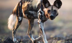 Discover the Mysteries of African Painted Dogs