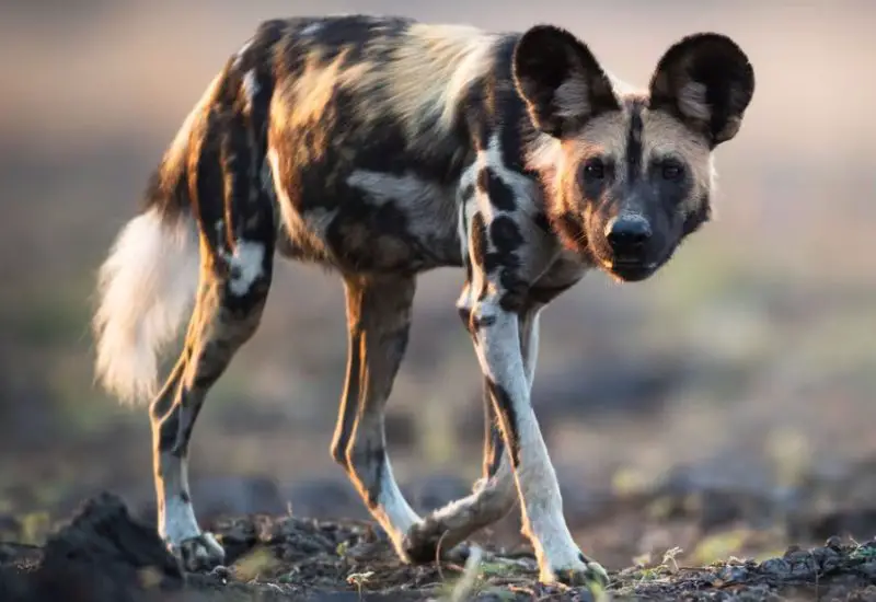 African Painted Dogs