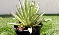 Caribbean agave (Agave angustifolia) Care and Growing Guide