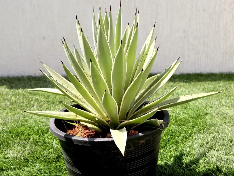 Agave angustifolia