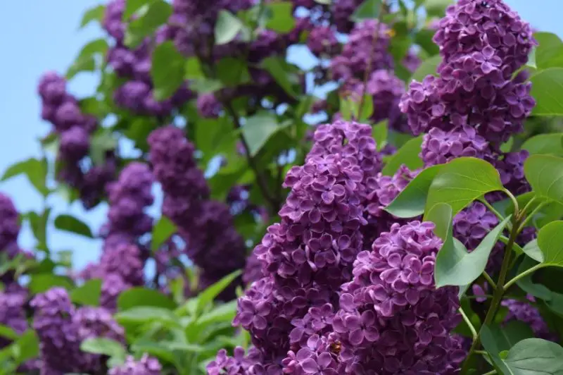 Lilac Flowers