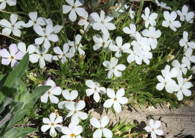 Phlox Flowers