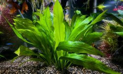 25 Amazing Aquatic Plants That Will Beautify Your Water Garden