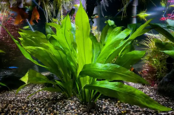 Aquatic Plants