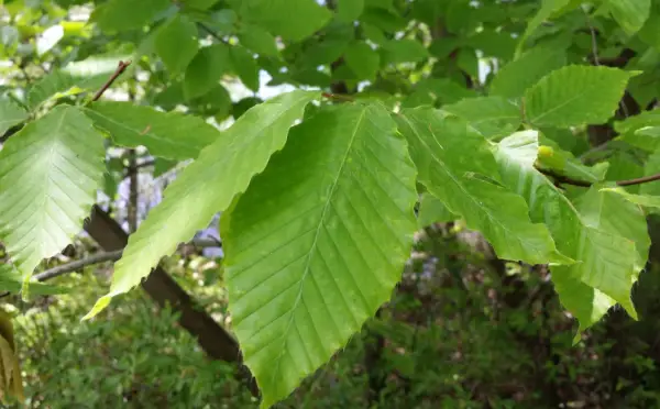 American Beech