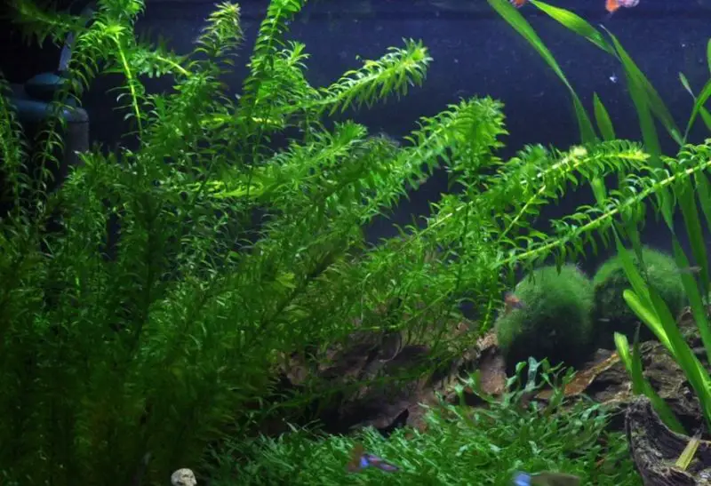 Aquatic Plants