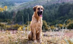 Ultimate Guide to the Anatolian Shepherd Dog