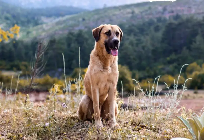 Anatolian Shepherd Dog