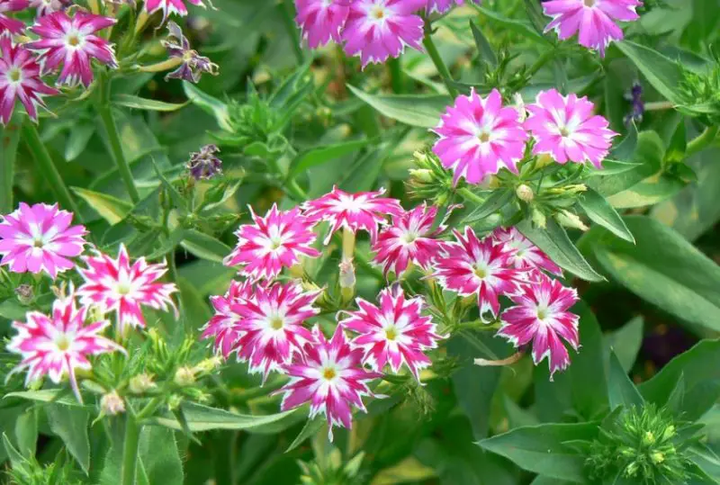 Phlox Flowers