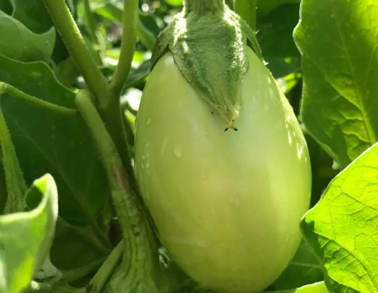 21 Types Of Eggplants With Pictures And Care Guide Apple Green Eggplant 774x600