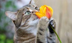 Are Tulips Toxic to Cats? What Every Pet Owner Needs to Know