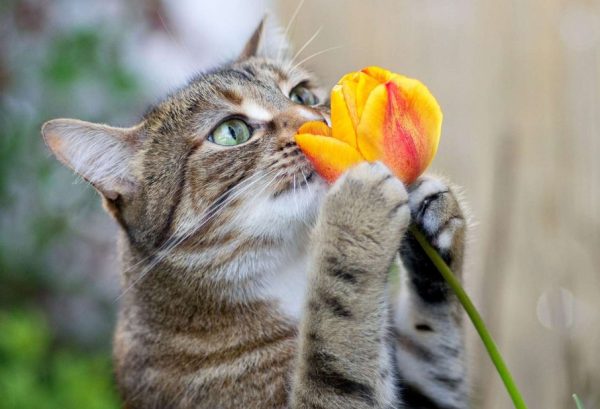 Are Tulips Toxic to Cats