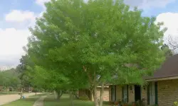 Arizona Ash Tree (Fraxinus velutina) Care and Growing Guide