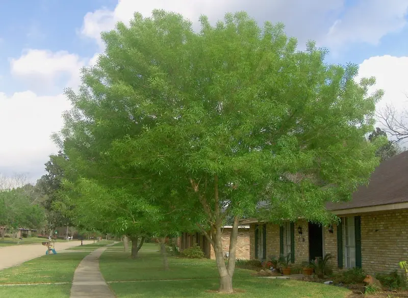 Arizona Ash Tree (Fraxinus velutina)