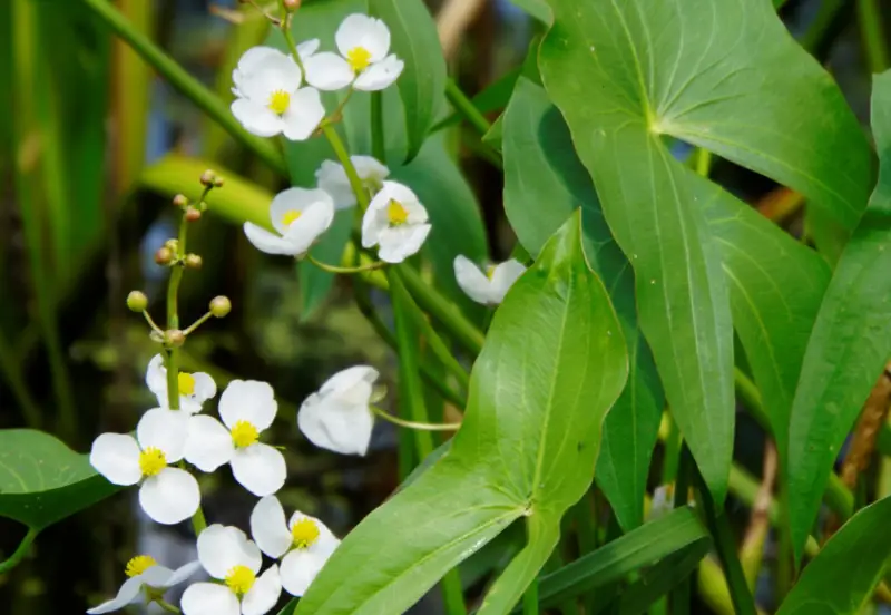 Pond Plants