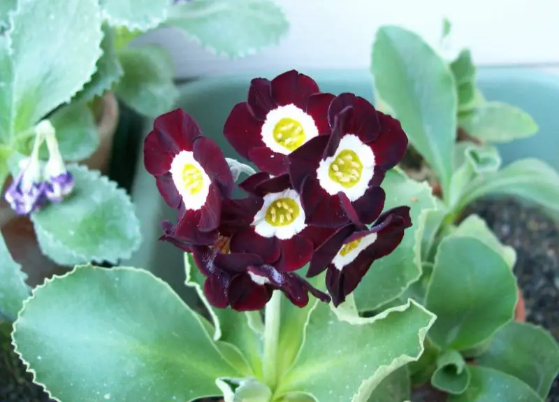 primrose flowers