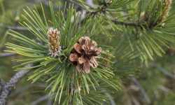 Austrian Pine Tree Care and Growing Guide (Most Detailed)