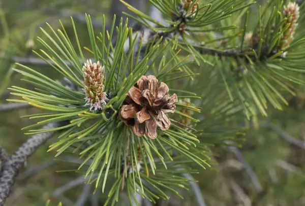 Austrian Pine Tree